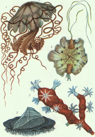 Низшие беспозвоночные животные