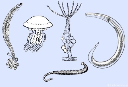 Черви Кишечнополостные черви