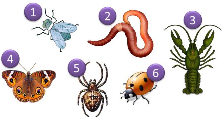 Задание позвоночные и беспозвоночные