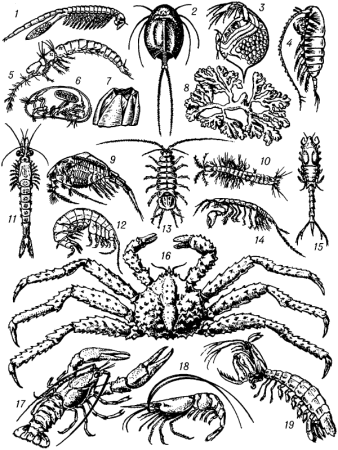 Ракообразные беспозвоночные