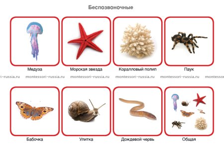 Беспозвоночные виды