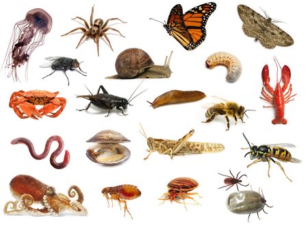 Без позоночные животные