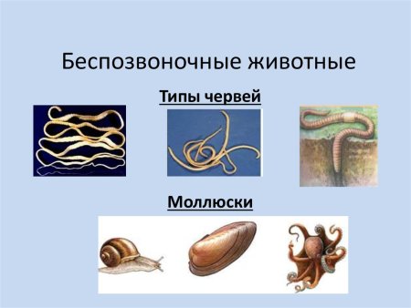 Тип моллюски Подтип раковинные