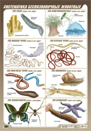 Животные и насекомые значки