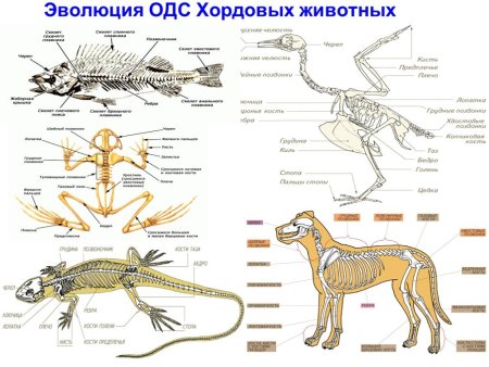 Опорно двигательная система хордовых
