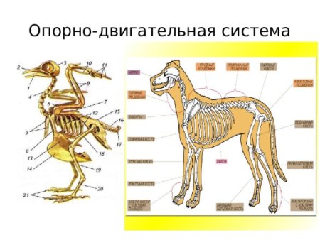 Таблица опорно двигательная система млекопитающих 7 класс биология