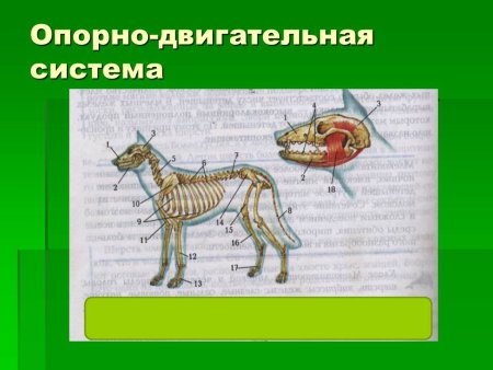 Опорная система млекопитающих