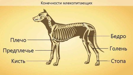Скелет конечностей млекопитающих