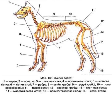 Опорно двигательная система млекопитающих таблица. Основные элементы строения скелета млекопитающих. Скелет млекопитающих таблица 8 класс. Скелет млекопитающих ОГЭ. Рисунок скелет млекопитающего домашняя собака.