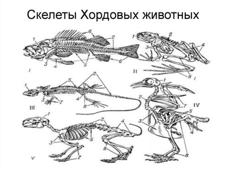 Опорно-двигательная система хордовых животных