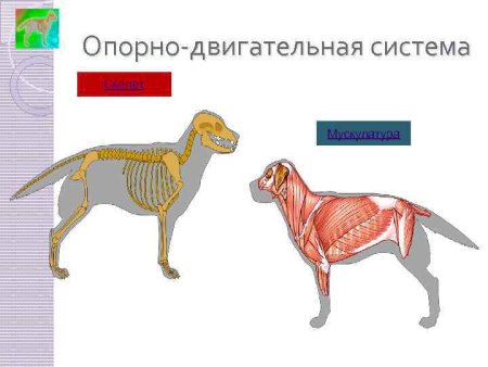 Опорно-двигательная система животных строение и функции