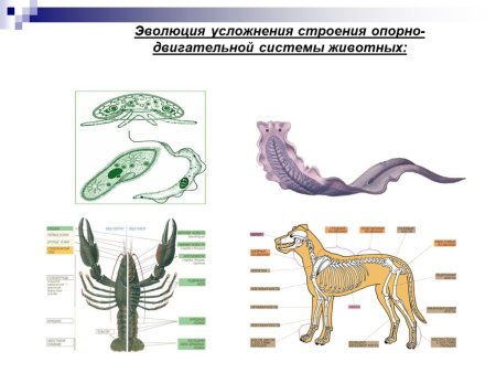 Строение опорной системы животных