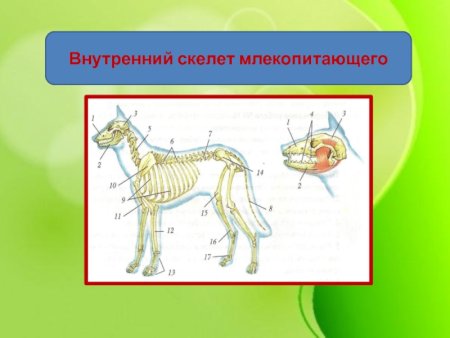 Опорно двигательная система млекопитающих 7 класс биология