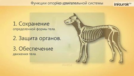 Строение опорно-двигательного аппарата млекопитающих