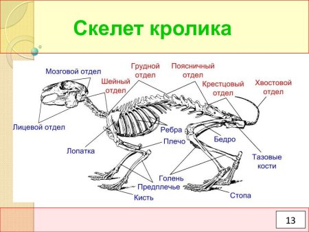 Скелет млекопитающих схема кролика