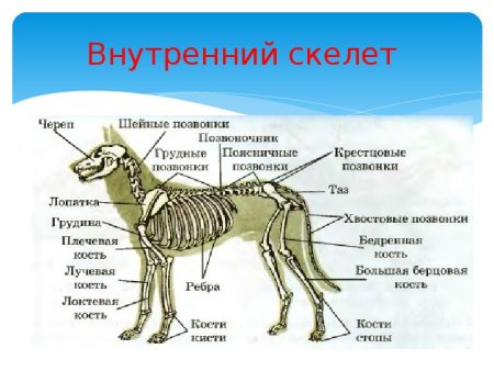 Отделы скелета млекопитающих 7 класс
