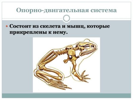 Органы опорно двигательной системы животных