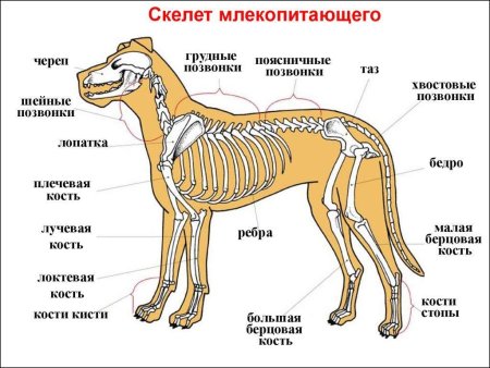 Строение собаки скелет анатомия