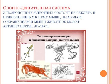 Функции опорно двигательной системы животных 7 класс биология