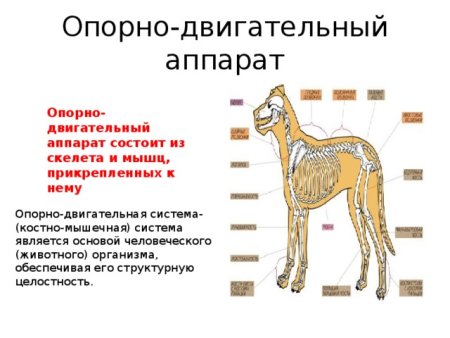 Строение опорно-двигательного аппарата млекопитающих