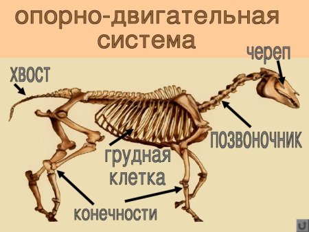 Строение опорно двигательной системы животных