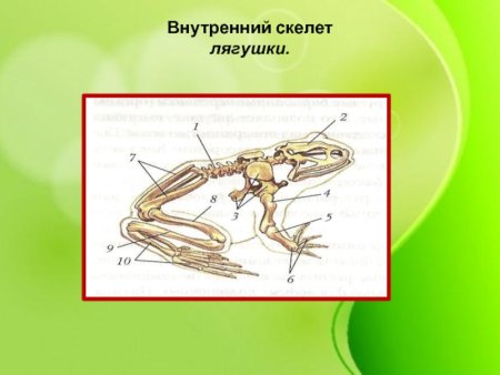 Скелет лягушки 7 класс биология