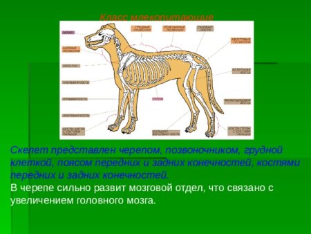 Опорно двигательная система млекопитающих 7 класс