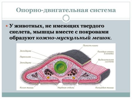 Кожно мускульный мешок продольные мышцы