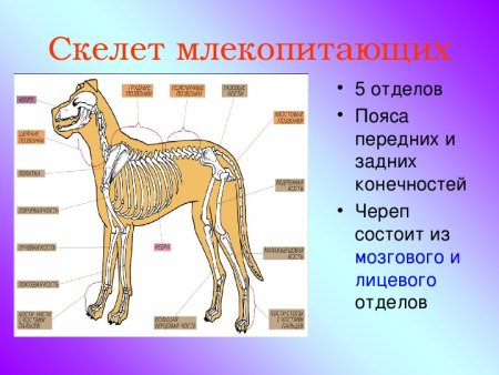 Скелет пояса задних конечностей млекопитающих