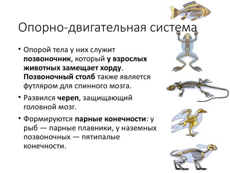 Опорно двигательная система хордовых