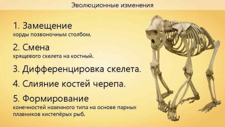 Эволюция двигательной системы животных