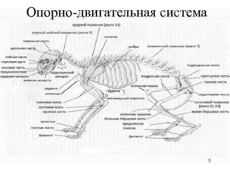 Строение опорно двигательной системы животных
