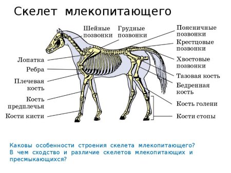Схема опорно двигательной системы млекопитающих