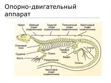 Скелет ящерицы строение скелета