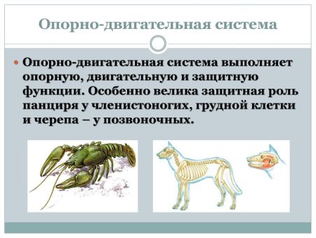 Опорно двигательная система членистоногих 7 класс