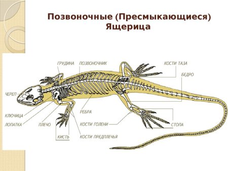 Строение скелета крокодила схема