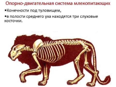 Опорно двигательная система млекопитающих 7 класс биология