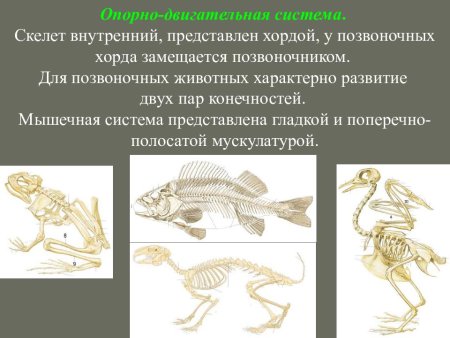 Опорно двигательная система позвоночных и беспозвоночных схема
