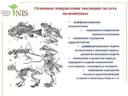 Эволюция скелета хордовых