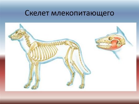 Опорно двигательная система млекопитающих 7 класс биология