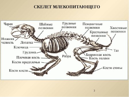 Строение скелета кролика