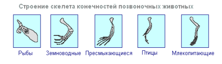 Эволюция опорно-двигательной системы беспозвоночных