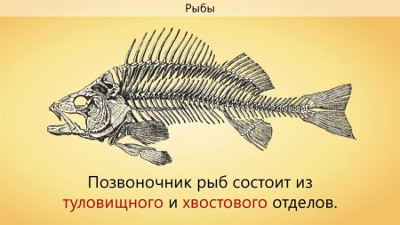 Отделы позвоночного столба у рыб