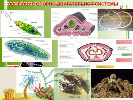 Опорно двигательная система беспозвоночных животных 7 класс