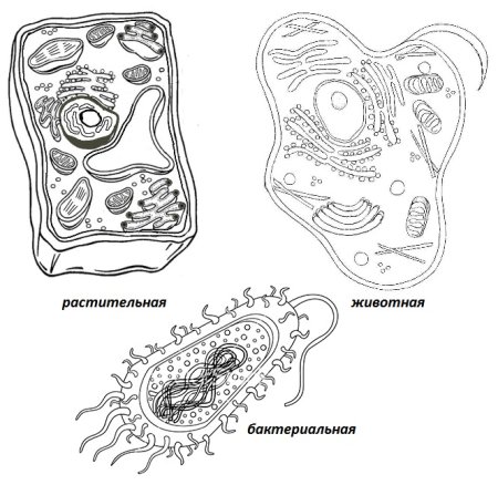 Растительная животная грибная и бактериальная клетки