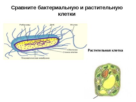 Сравнить строение клетки растений и клетки бактерий
