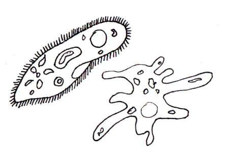 Амеба и инфузория туфелька