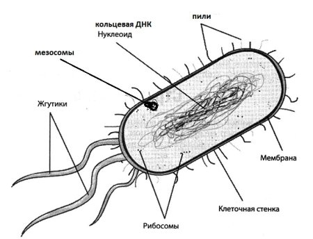 Строение клетки прокариот