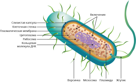 Мезосомы в клетках бактерий