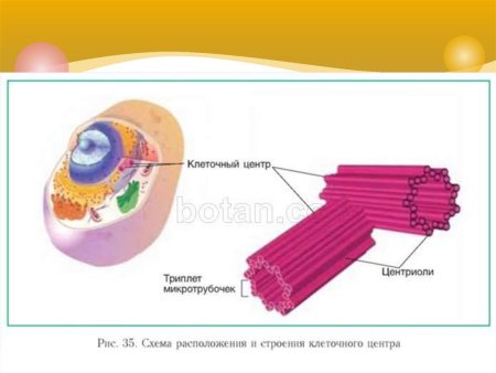 Строение клеточного центра эукариотической клетки